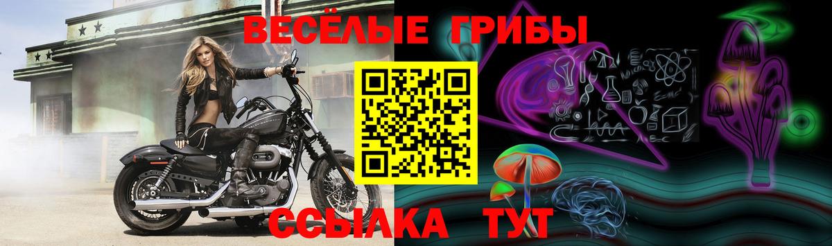 Каменка  Галлюциногенные грибы MAGIC MUSHROOMS  Вход с VPN  Псилоцибиновые грибы Psilocybine cubensis 